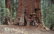 Sequoiadendron