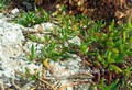 Sesuvium