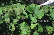 Petasites