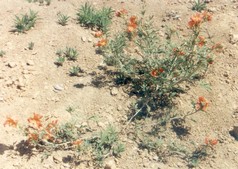 Sphaeralcea