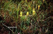 Narthecium