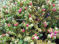 Podocarpus
