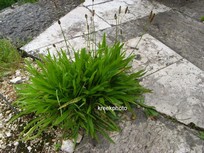 Plantago