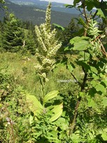 Veratrum