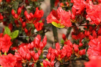Rhododendron 'Santa Maria' (Azalea)