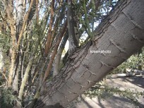 Olneya