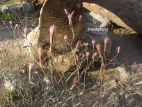 Porophyllum