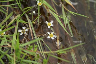 Subularia