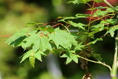 Acer palmatum 'Obata'