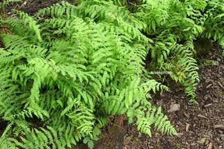 Phegopteris