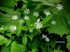 Stellaria