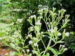 Stevia