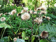 Farfugium