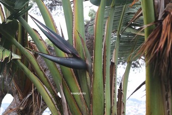 Strelitzia