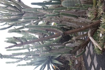 Stapelia