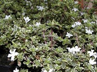 Serissa