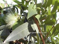 Syzygium