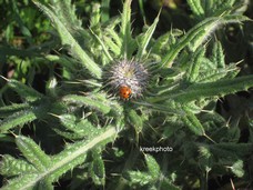 Sicydium
