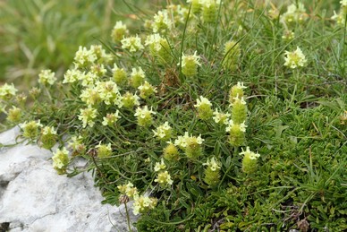 Sideritis