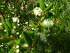 Blepharocalyx