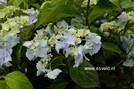 Hydrangea serrata 'Blue Deckle'