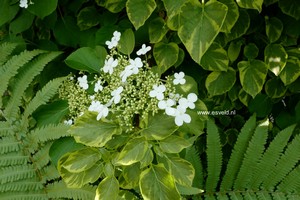 Hydrangea anomala 'Mirranda'