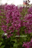 Syringa 'SMSJPB7' (BLOOMERANG DARK PURPLE)
