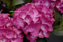 Hydrangea macrophylla 'Red Angel' (BLACK DIAMONDS RED ANGEL)