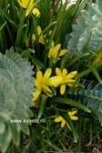 Sternbergia