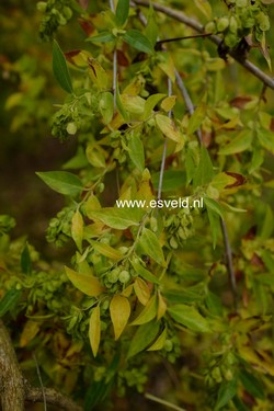 Fontanesia phillyreoides