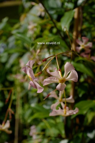 Trachelospermum jasminoides 'Pink Shower'