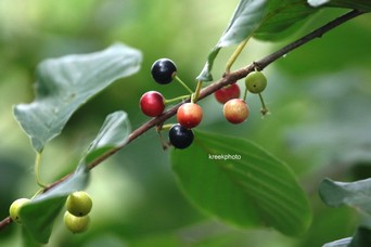Frangula alnus