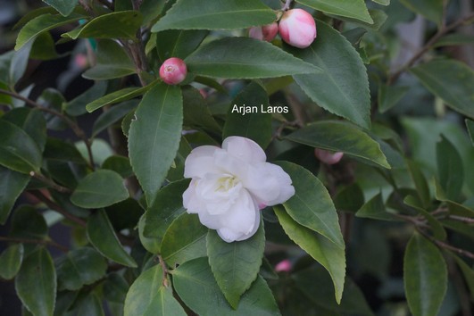 Camellia lutchuensis (hybride dubbel)