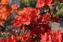 Rhododendron 'Red Beauty' (Azalea)