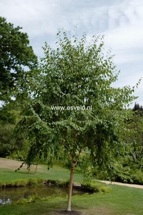 Betula albosinensis 'Kansu'