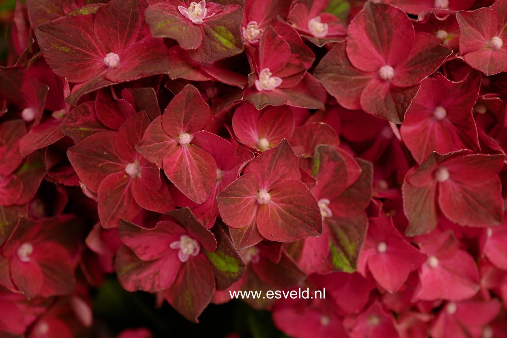 Hydrangea macrophylla 'Magical Ruby Tuesday'