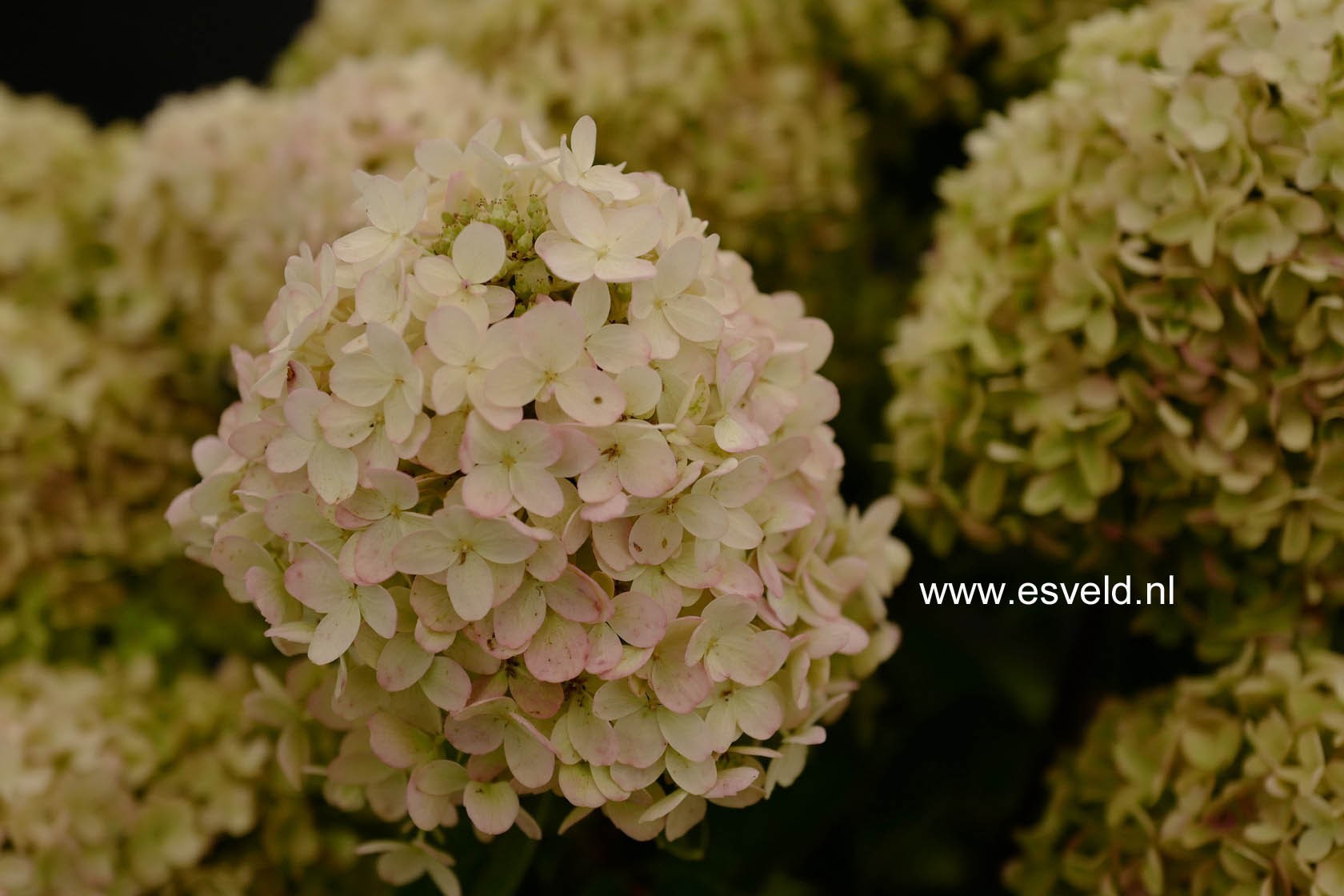 Hydrangea paniculata 'HYLV02' (WHITELIGHT)