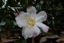 Camellia sasanqua 'Paradise Venessa'