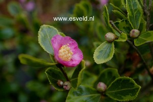 Camellia 'Winter's Sunset'