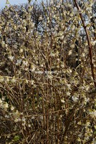 Lonicera purpusii