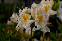 Rhododendron 'Moeve' (Azalea)