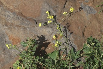 Sinapidendron