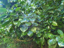 Ocotea