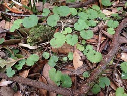 Sibthorpia