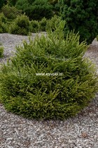 Cryptomeria japonica 'Dinger'