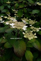 Hydrangea macrophylla 'Ramis Pictis'