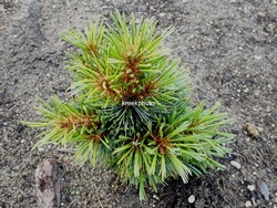 Pinus koraiensis 'Blue Ball'