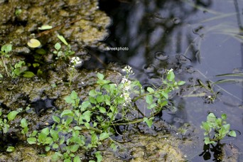 Nasturtium