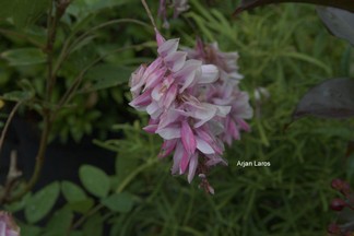 Indigofera decora