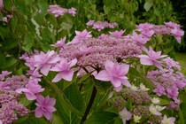 Hydrangea macrophylla 'Tambour Major'